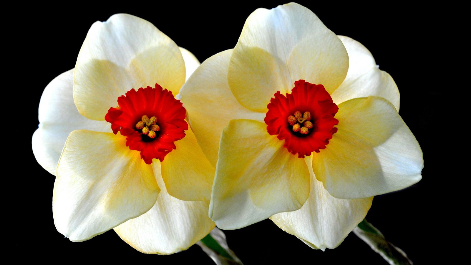 Обои цветы, фон, лепестки, черный фон, нарциссы, flowers, background, petals, black background, daffodils разрешение 2560x1600 Загрузить