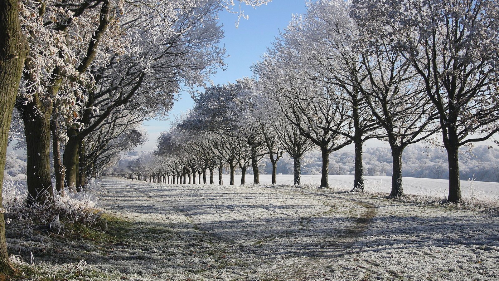 Обои деревья, снег, природа, зима, иней, аллея, trees, snow, nature, winter, frost, alley разрешение 2048x1280 Загрузить