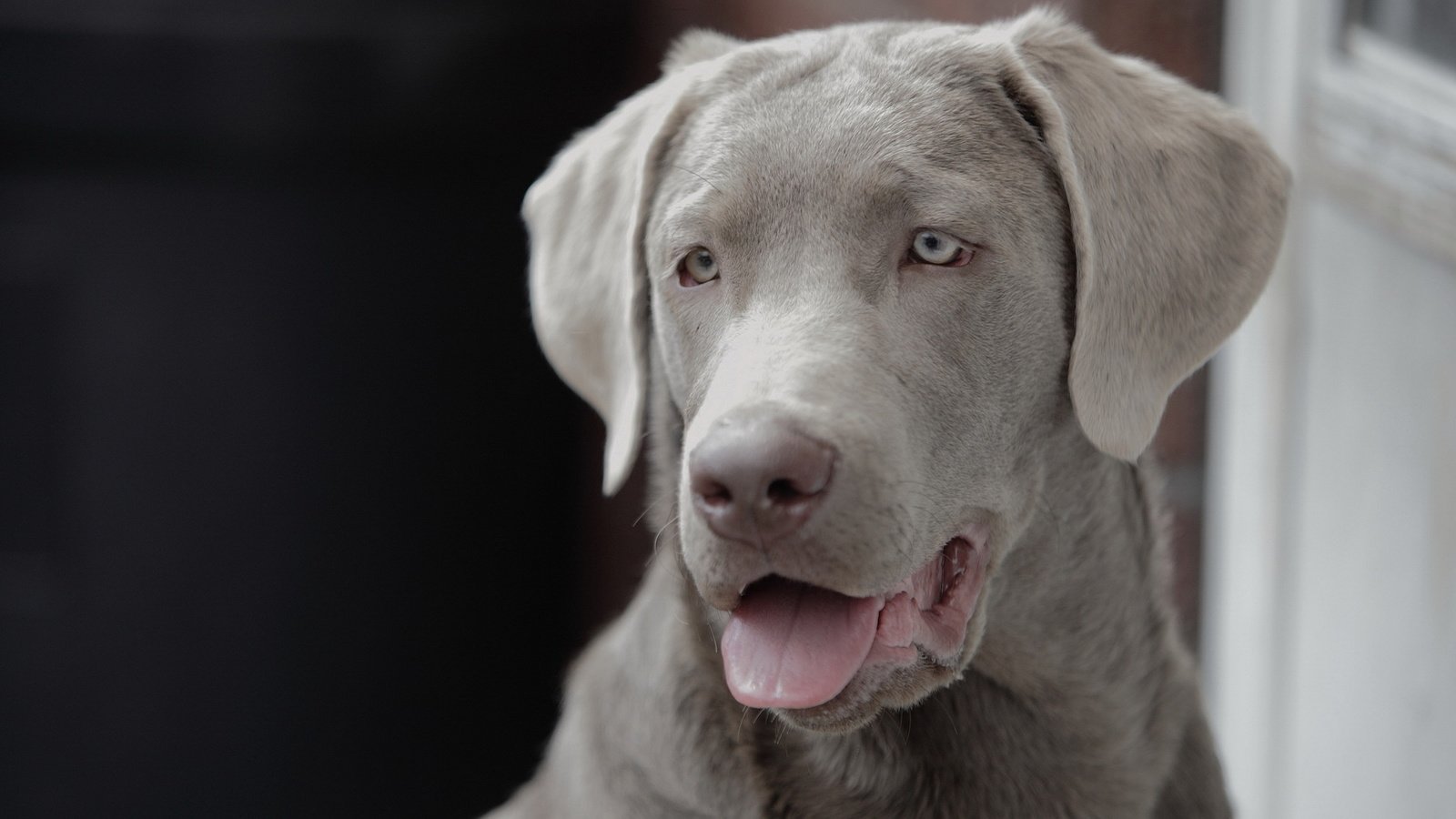 Обои мордочка, взгляд, собака, друг, язык, веймаранер, muzzle, look, dog, each, language, the weimaraner разрешение 1920x1200 Загрузить