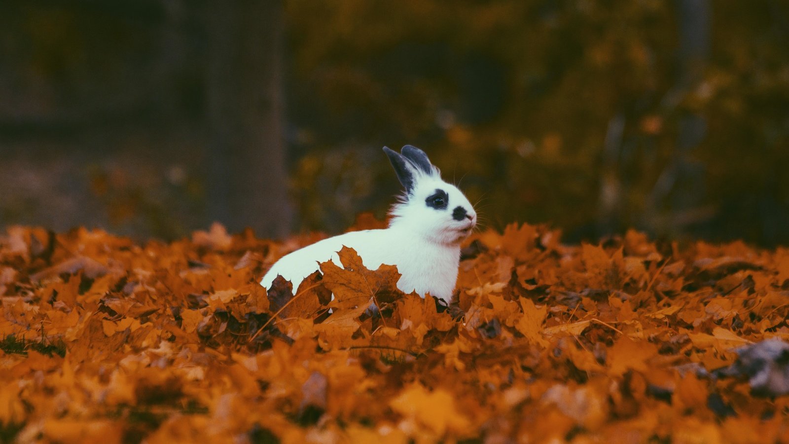 Обои листья, листва, осень, кролик, животное, уши, leaves, foliage, autumn, rabbit, animal, ears разрешение 5184x3456 Загрузить