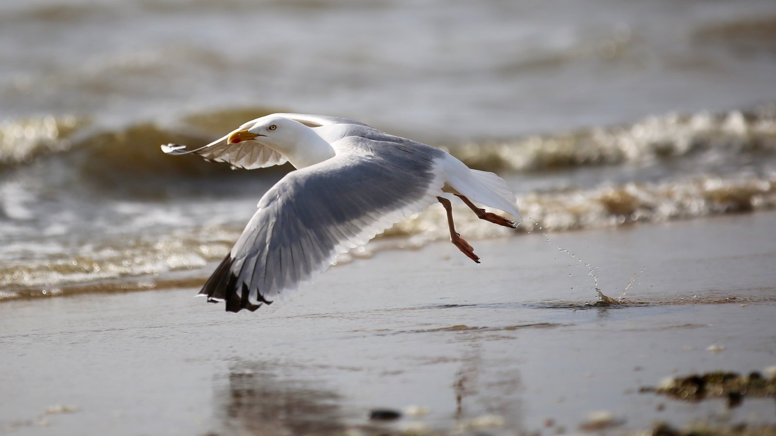 Обои полет, пляж, крылья, чайка, птица, клюв, перья, flight, beach, wings, seagull, bird, beak, feathers разрешение 5048x2091 Загрузить