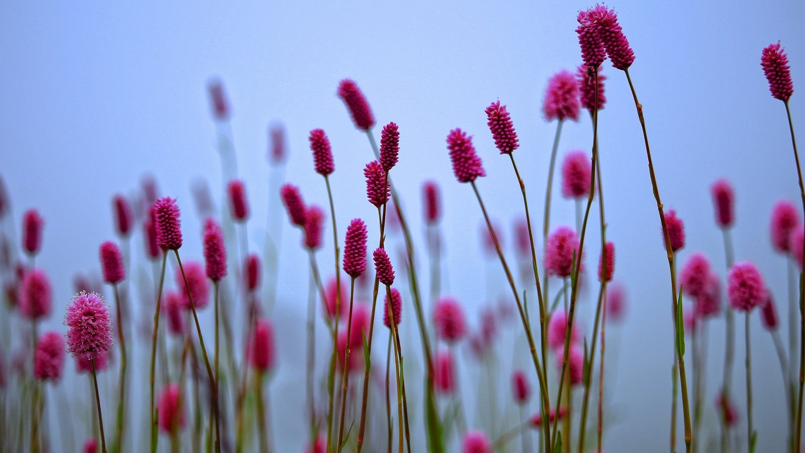 Обои цветы, растения, размытость, весна, стебли, кровохлебка, flowers, plants, blur, spring, stems, burnet разрешение 5184x3456 Загрузить