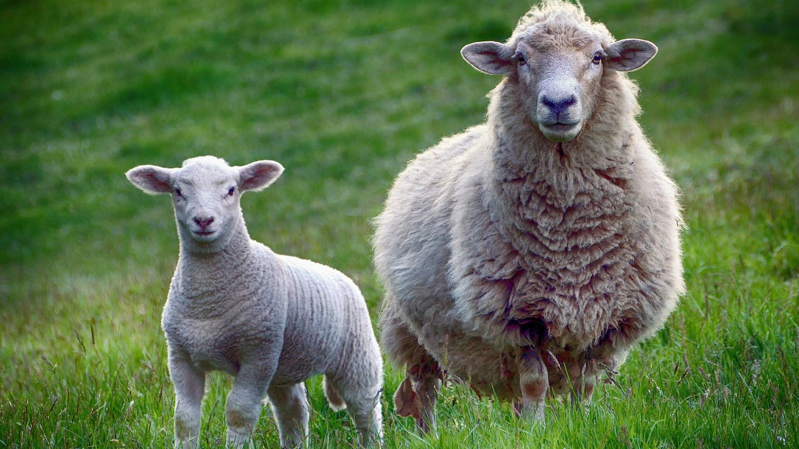 Обои животные, взгляд, луг, овцы, скворцы, животно е, бараны, animals, look, meadow, sheep, starlings разрешение 3000x2009 Загрузить