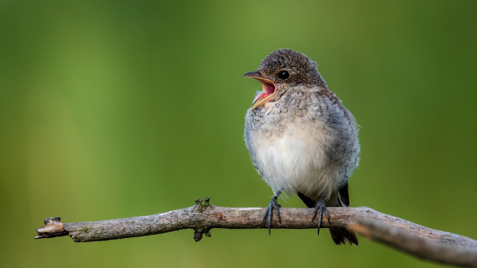 Обои ветка, птица, открытая пасть, птаха, сорокопут, branch, bird, open mouth, shrike разрешение 4448x2502 Загрузить