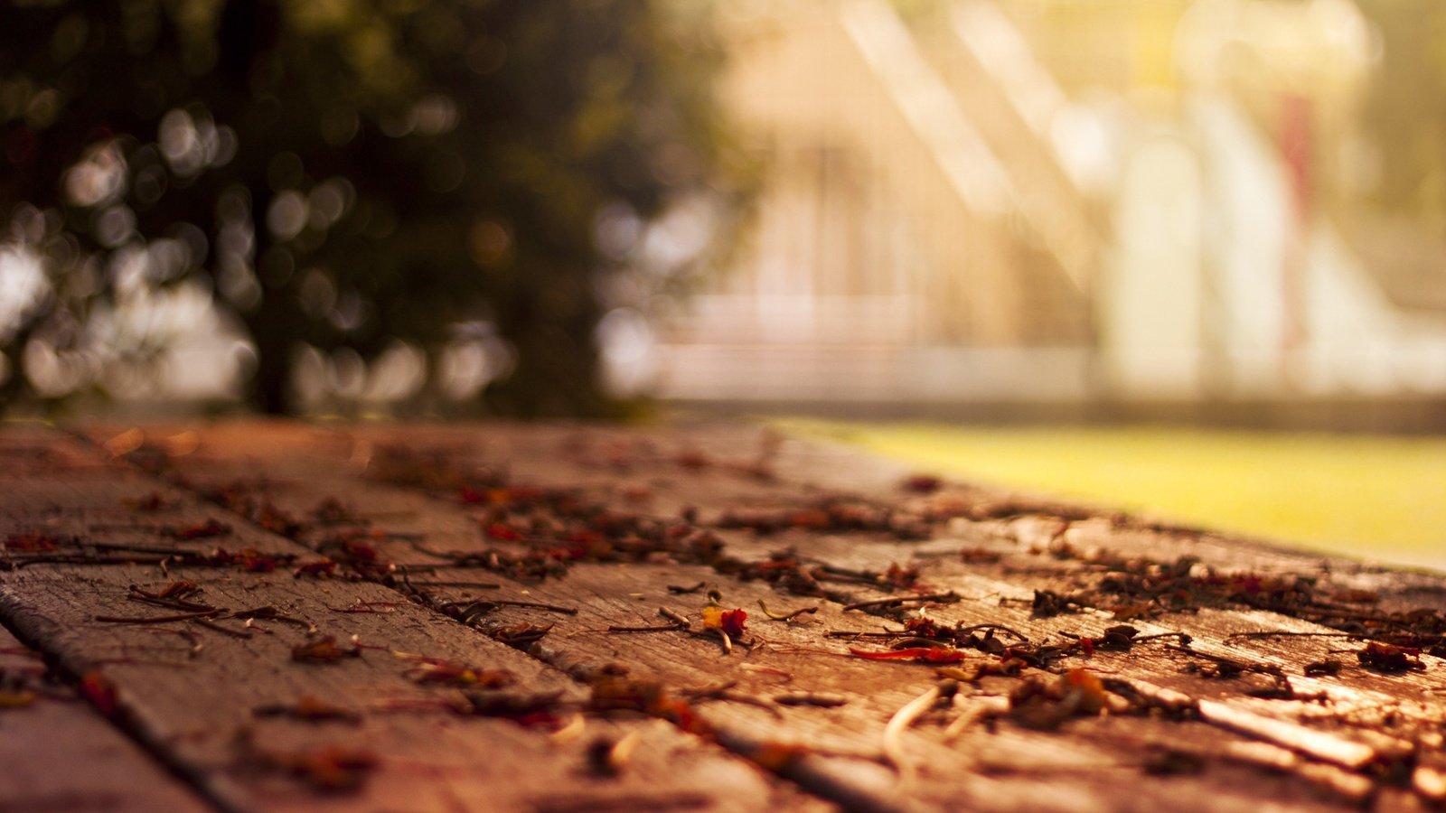 Обои дерево, листья, макро, осень, листопад, боке, tree, leaves, macro, autumn, falling leaves, bokeh разрешение 1920x1200 Загрузить