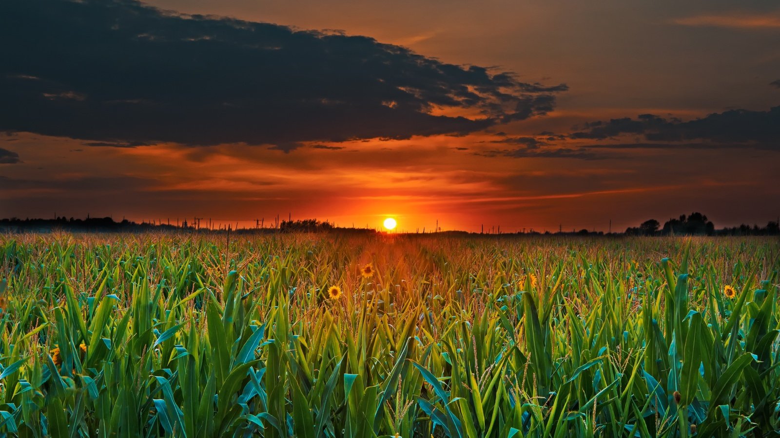 Обои облака, солнце, растения, закат, поле, горизонт, сумерки, clouds, the sun, plants, sunset, field, horizon, twilight разрешение 3000x2000 Загрузить