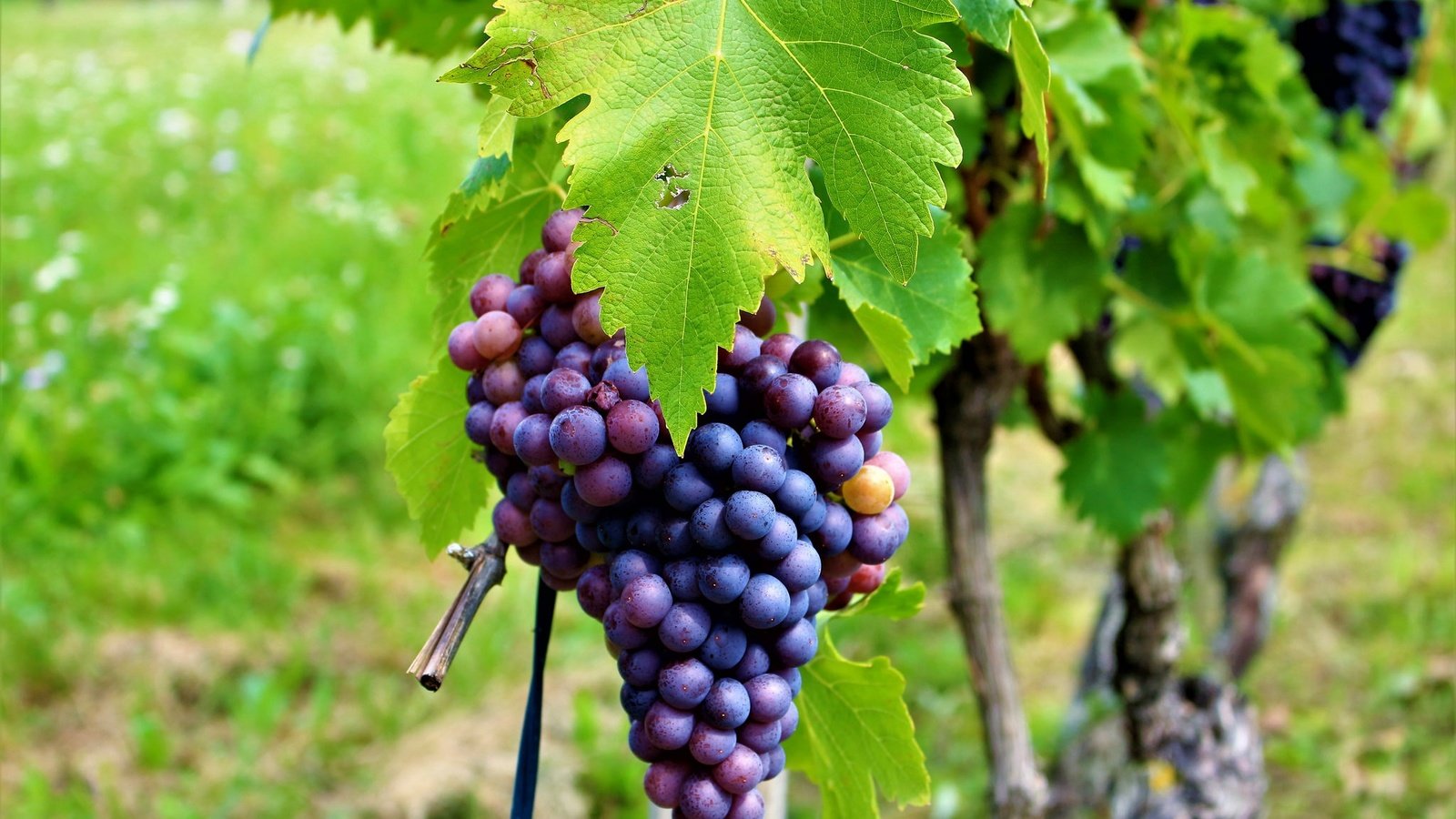 Обои листья, виноград, листва, лоза, виноградник, грозди, leaves, grapes, foliage, vine, vineyard, bunches разрешение 2048x1365 Загрузить