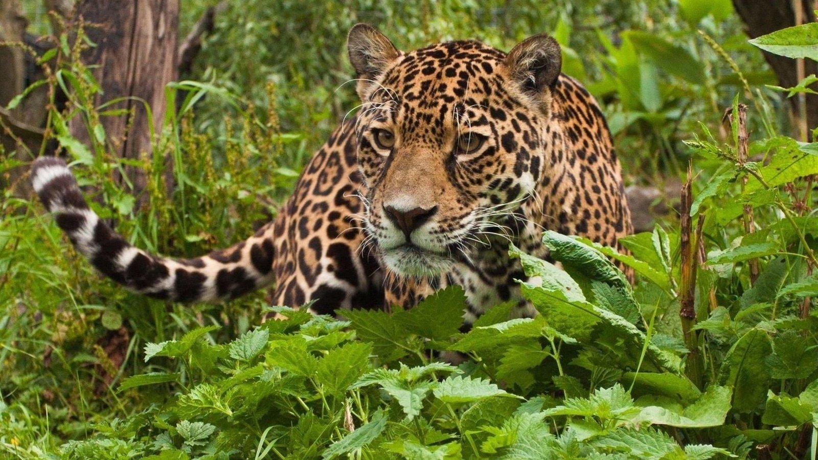 Обои морда, взгляд, леопард, хищник, ягуар, джунгли, дикая кошка, face, look, leopard, predator, jaguar, jungle, wild cat разрешение 1920x1200 Загрузить