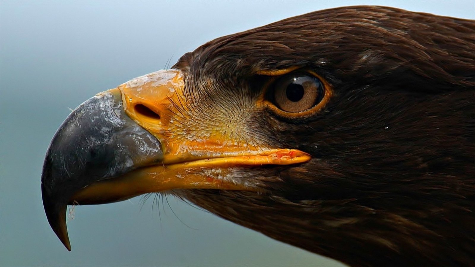 Обои глаза, орел, хищник, профиль, птица, клюв, eyes, eagle, predator, profile, bird, beak разрешение 1920x1080 Загрузить