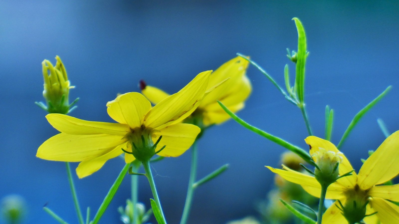 Обои цветы, цветение, лепестки, бутон, весна, стебли, желтые, зверобой, flowers, flowering, petals, bud, spring, stems, yellow, st. john's wort разрешение 4608x3456 Загрузить