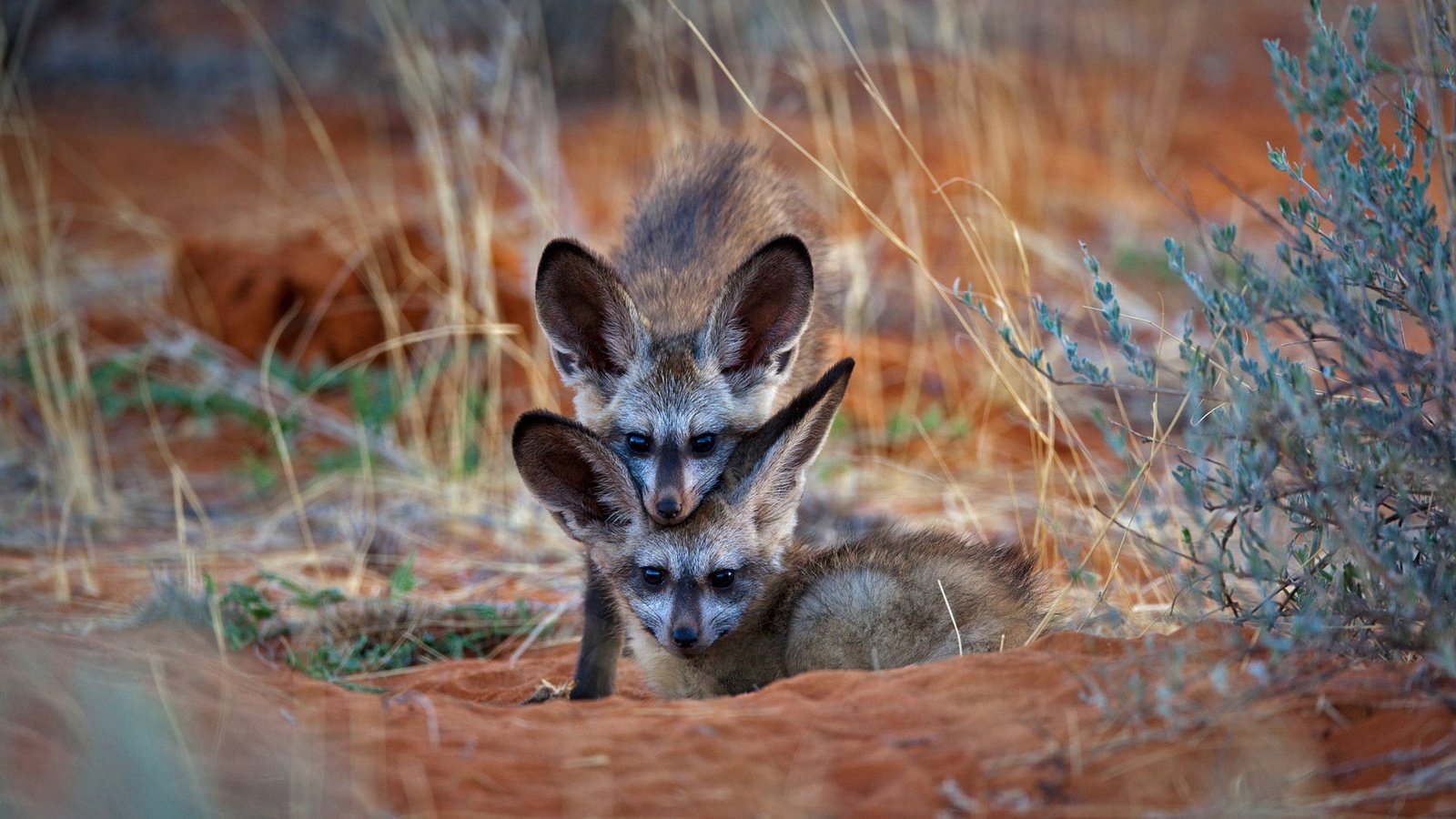 Обои африка, лисята, ботсвана, большеухая лисица, africa, cubs, botswana, bat-eared fox разрешение 1920x1080 Загрузить