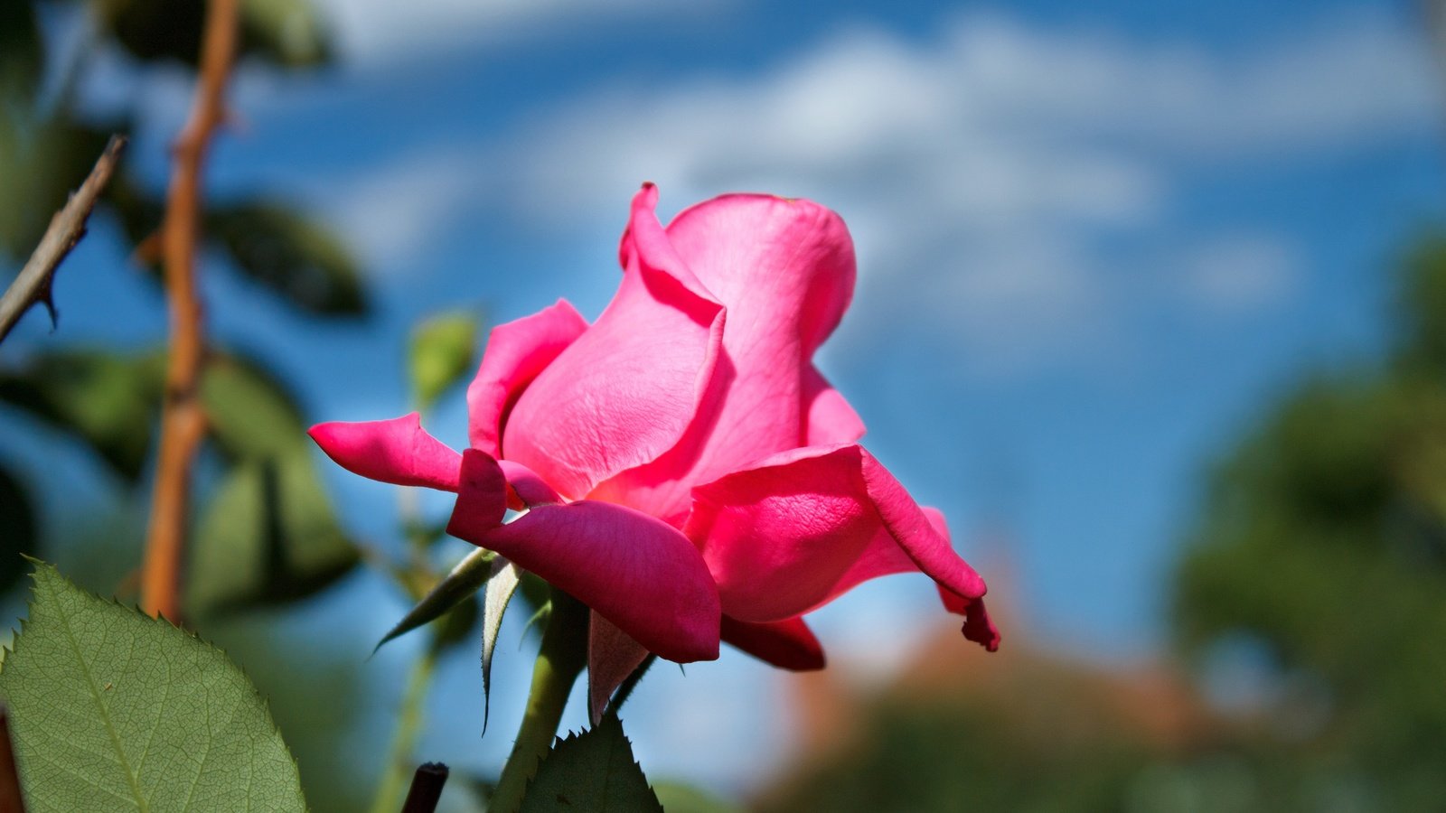 Обои небо, цветок, роза, лепестки, бутон, розовая роза, the sky, flower, rose, petals, bud, pink rose разрешение 4272x2848 Загрузить