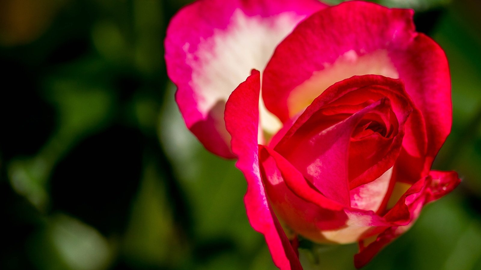 Обои макро, цветок, роза, лепестки, бутон, боке, macro, flower, rose, petals, bud, bokeh разрешение 3000x2115 Загрузить