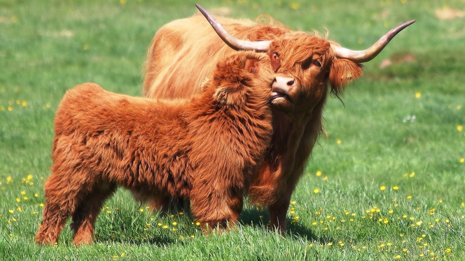 Обои трава, природа, луг, рога, мама, малыш, быки, буйволы, grass, nature, meadow, horns, mom, baby, bulls, buffalo разрешение 2048x1345 Загрузить