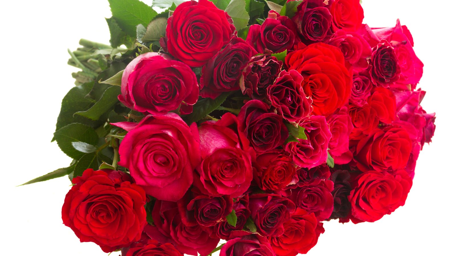 Обои цветы, бутоны, розы, лепестки, красные, букет, белый фон, flowers, buds, roses, petals, red, bouquet, white background разрешение 4500x3500 Загрузить