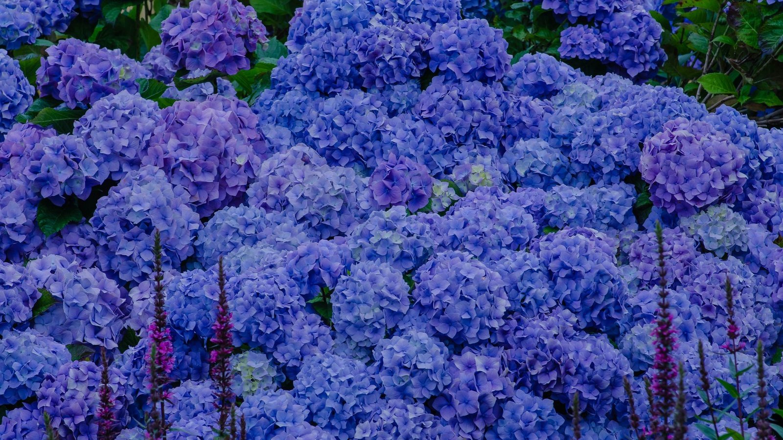 Обои цветы, голубые, соцветия, гортензия, flowers, blue, inflorescence, hydrangea разрешение 2048x1340 Загрузить