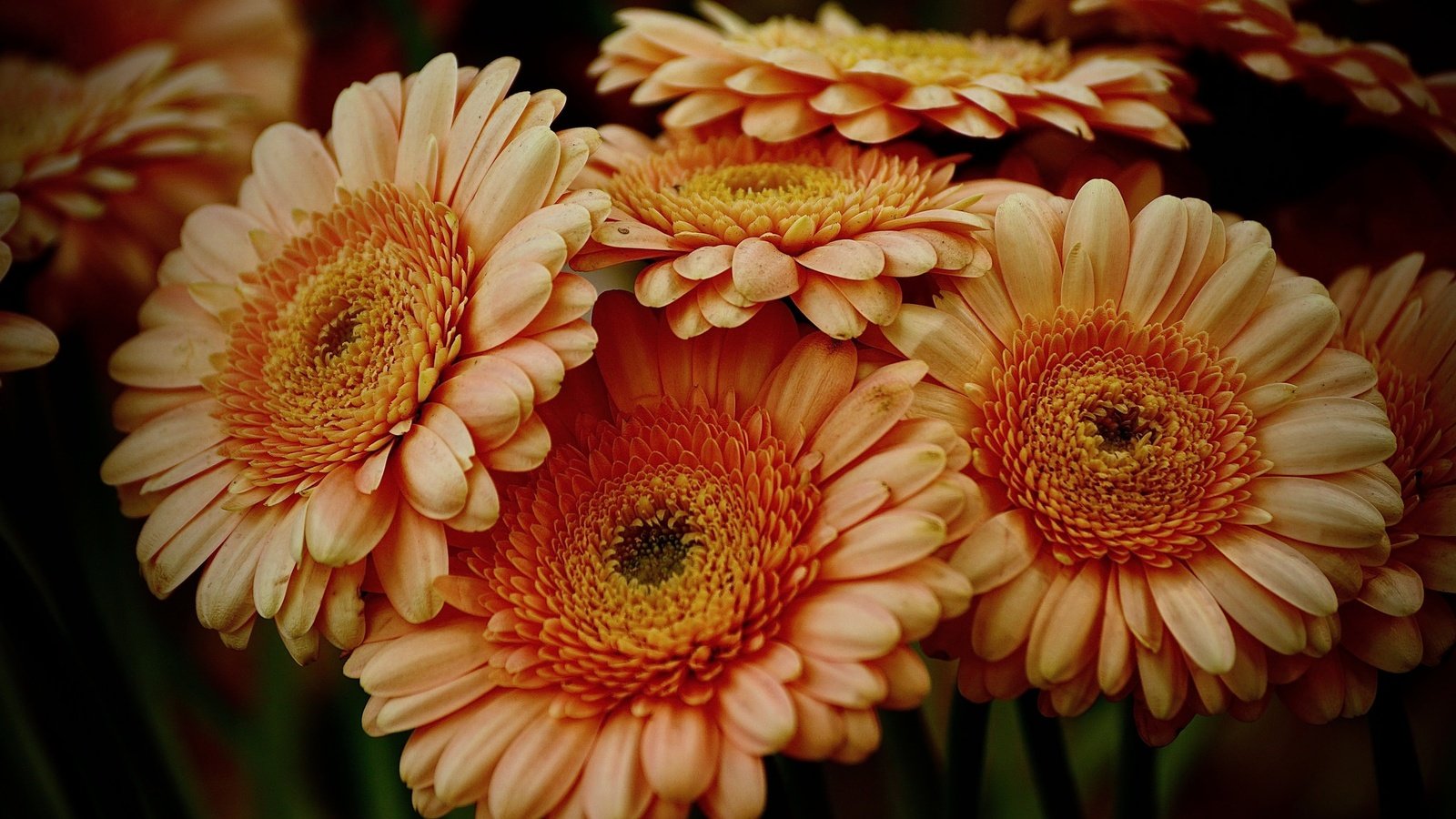 Обои цветы, лепестки, герберы, flowers, petals, gerbera разрешение 2048x1365 Загрузить