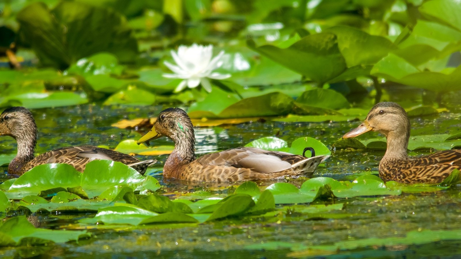 Обои цветы, кряква, вода, листья, птицы, пруд, лилии, утки, кувшинки, flowers, mallard, water, leaves, birds, pond, lily, duck, water lilies разрешение 2500x1100 Загрузить