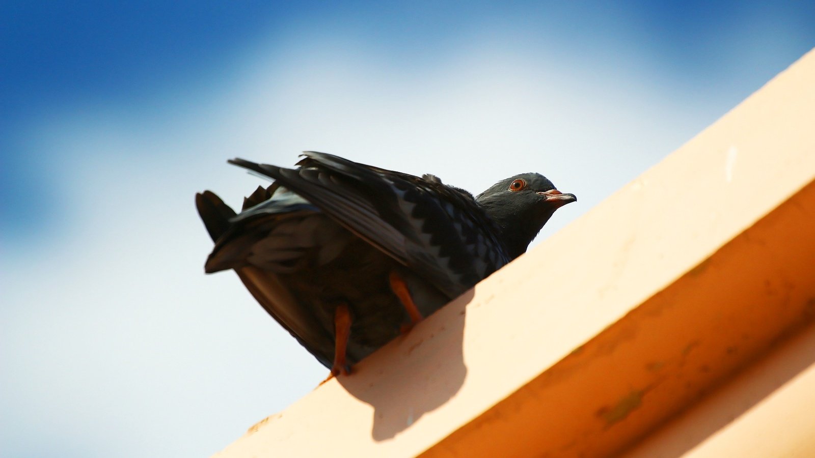 Обои небо, фон, взгляд, птица, клюв, перья, голубь, the sky, background, look, bird, beak, feathers, dove разрешение 1920x1280 Загрузить