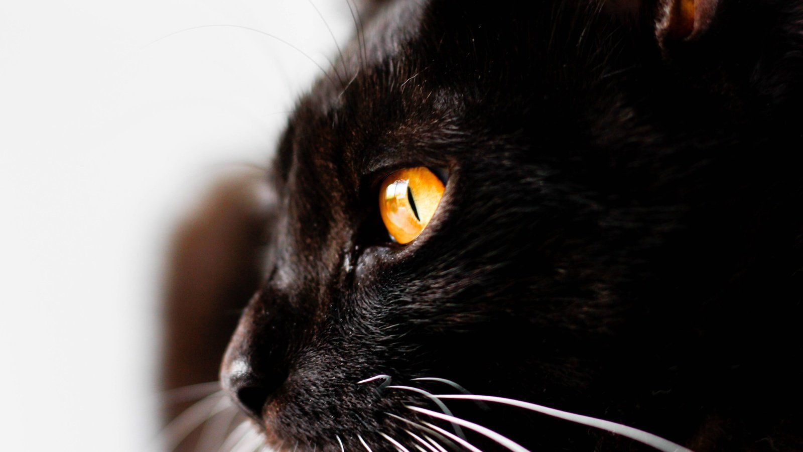 Обои глаза, фон, кот, мордочка, усы, кошка, взгляд, профиль, eyes, background, cat, muzzle, mustache, look, profile разрешение 5184x3456 Загрузить