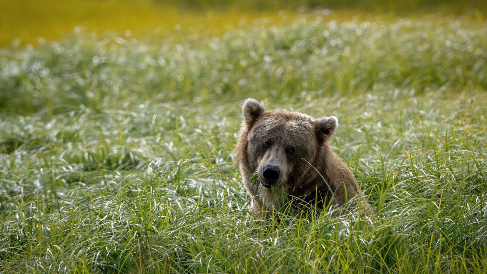 Обои морда, трава, фон, поле, взгляд, медведь, голова, face, grass, background, field, look, bear, head разрешение 2048x1365 Загрузить