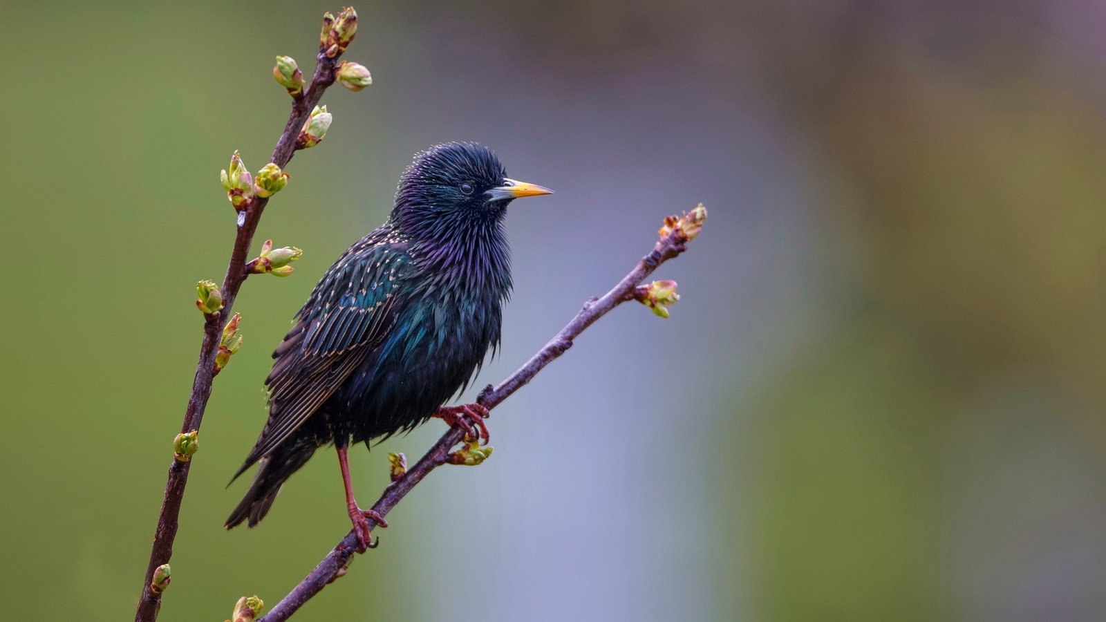 Обои ветка, листья, птица, клюв, перья, почки, скворец, branch, leaves, bird, beak, feathers, kidney, starling разрешение 2560x1440 Загрузить