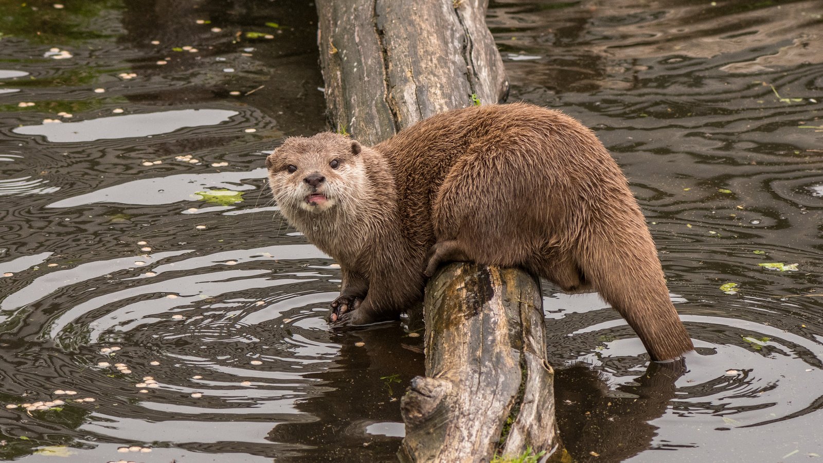 Обои морда, вода, взгляд, бревно, выдра, lynn griffiths, face, water, look, log, otter разрешение 3859x2573 Загрузить