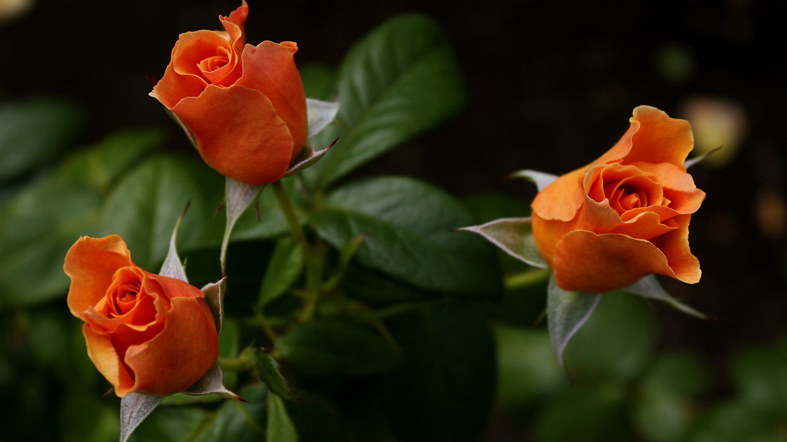 Обои розы, букет, оранжевые, roses, bouquet, orange разрешение 5184x3456 Загрузить