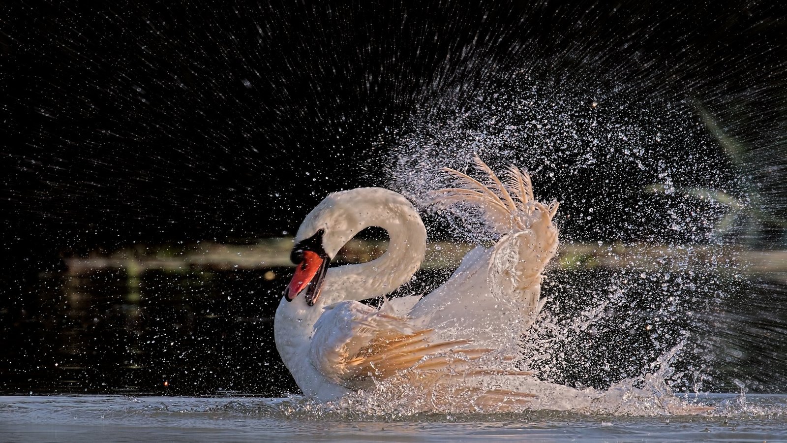 Обои вода, брызги, птица, перья, купание, лебедь, белый лебедь, water, squirt, bird, feathers, bathing, swan, white swan разрешение 2112x1188 Загрузить