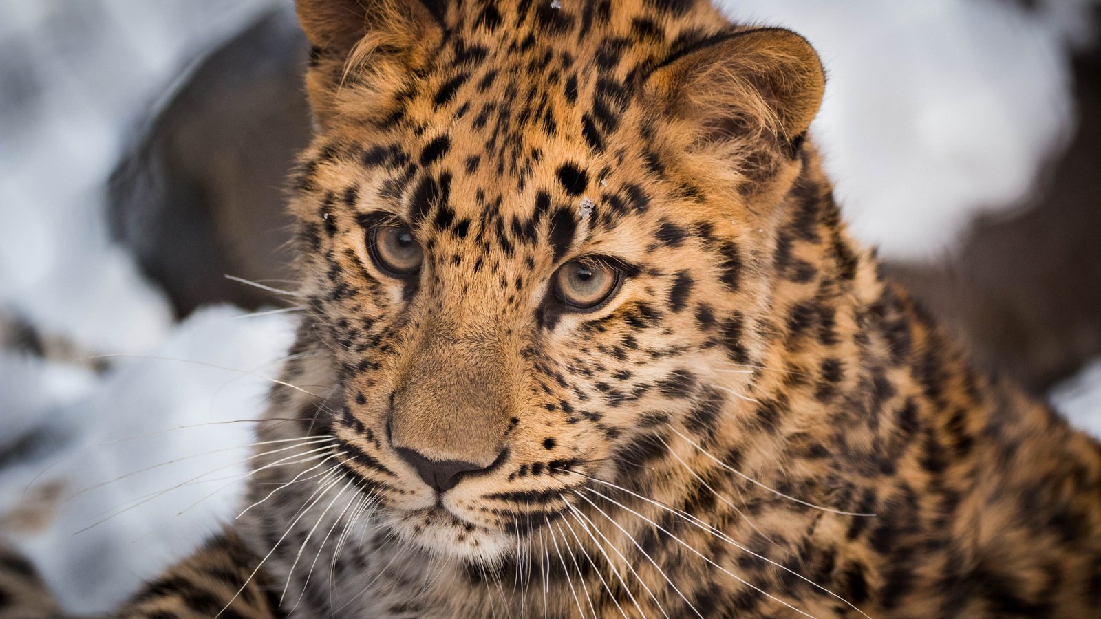 Обои морда, портрет, леопард, дикая кошка, face, portrait, leopard, wild cat разрешение 2112x1188 Загрузить