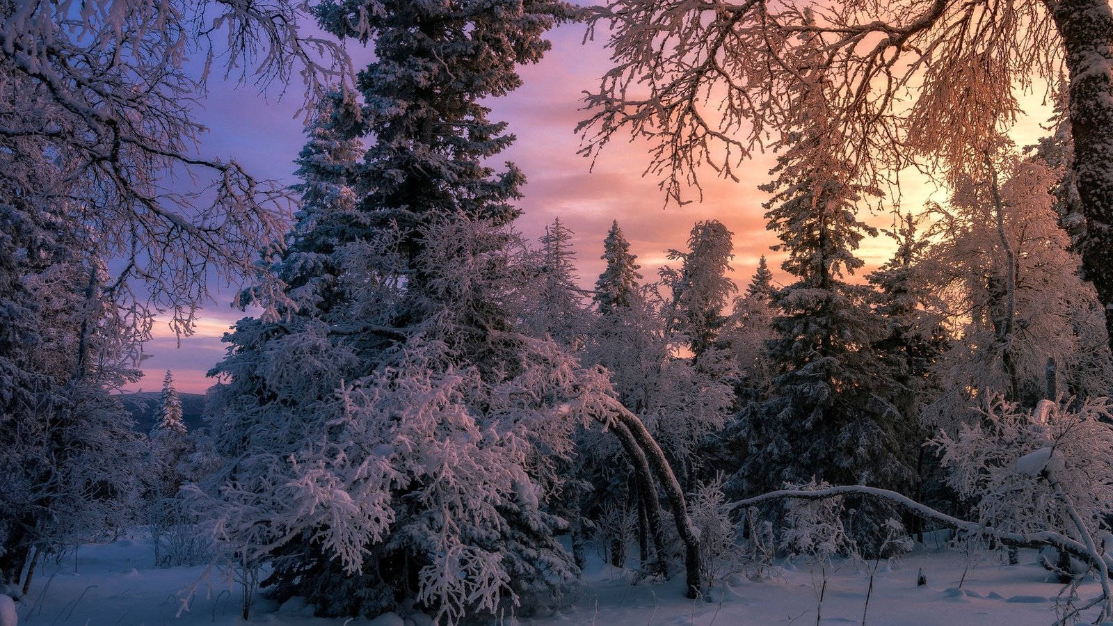 Обои снег, лес, зима, елки, snow, forest, winter, tree разрешение 1920x1280 Загрузить