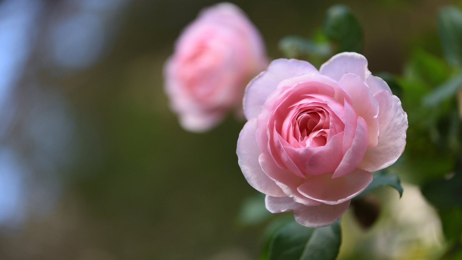 Обои макро, роза, бутон, боке, macro, rose, bud, bokeh разрешение 2048x1367 Загрузить