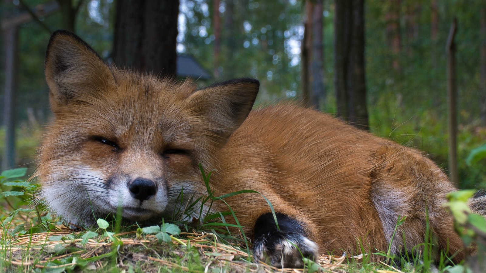 Обои взгляд, рыжая, лиса, животное, мех, look, red, fox, animal, fur разрешение 1920x1080 Загрузить