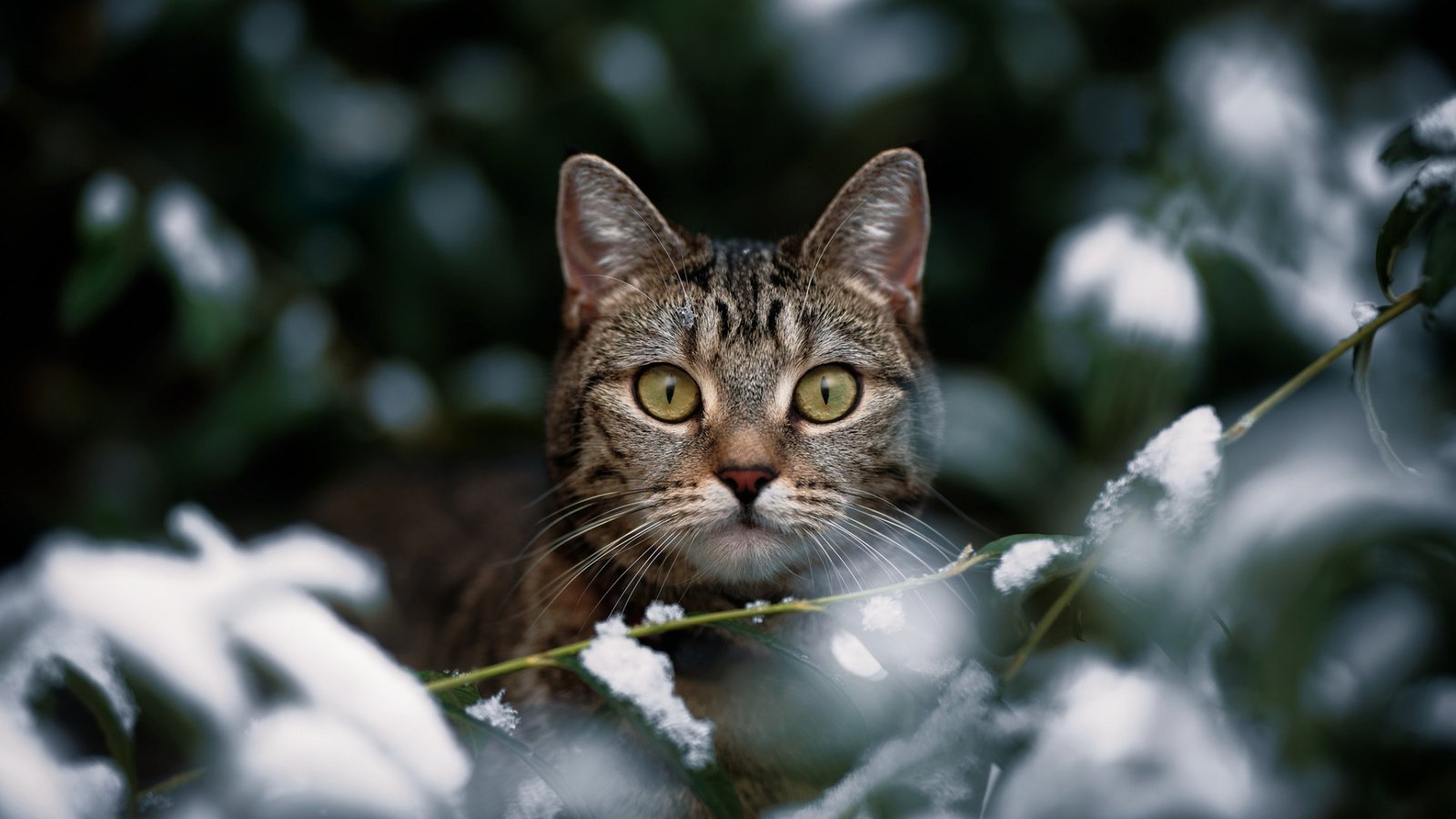 Обои зима, кот, кошка, взгляд, боке, winter, cat, look, bokeh разрешение 1920x1080 Загрузить