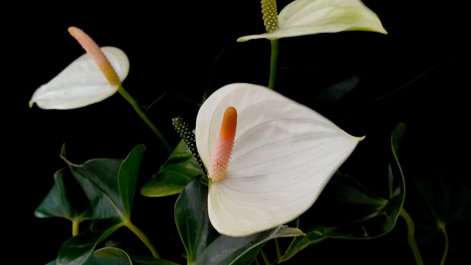 Обои цветы антуриум белые фон черный, anthurium flowers white black background разрешение 2260x3101 Загрузить
