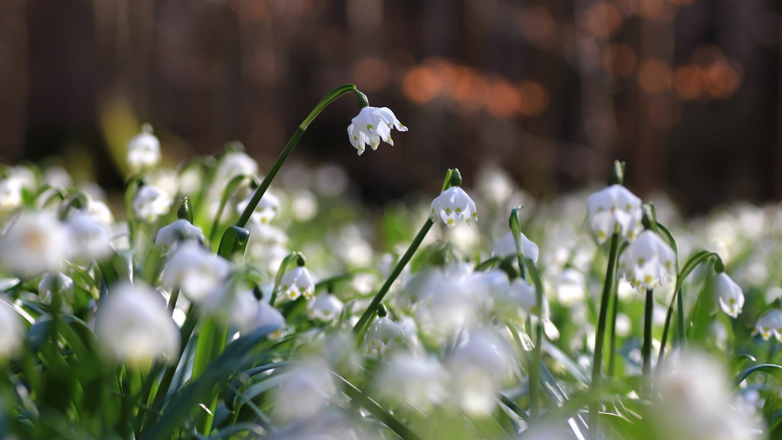 Обои цветы, природа, фон, flowers, nature, background разрешение 2112x1188 Загрузить