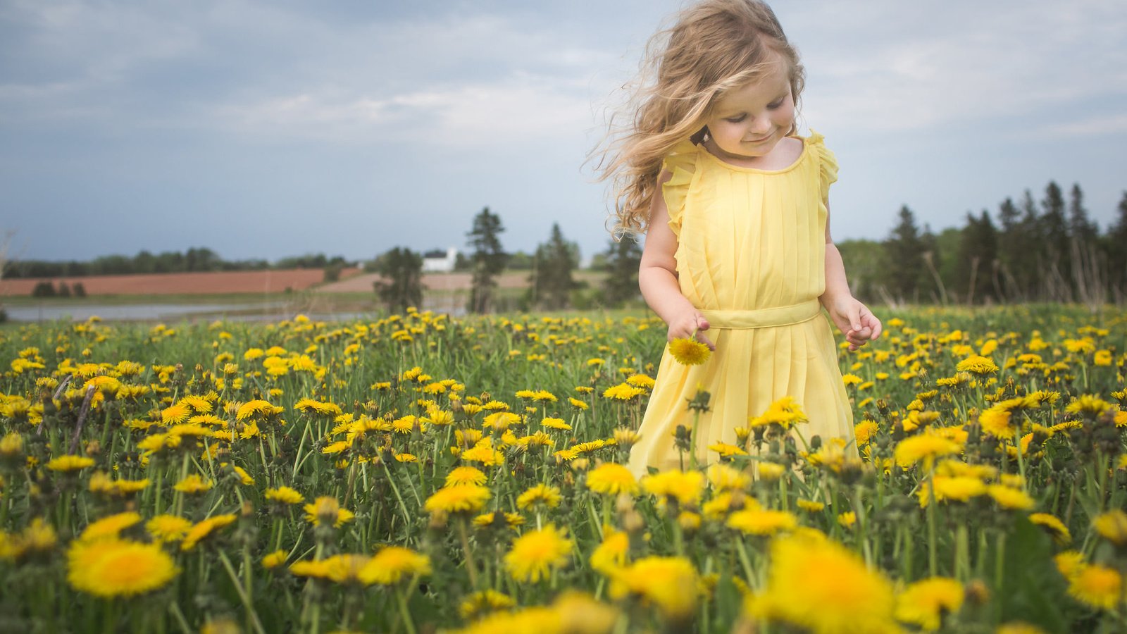 Обои цветы, природа, настроение, девочка, луг, одуванчики, flowers, nature, mood, girl, meadow, dandelions разрешение 2048x1288 Загрузить