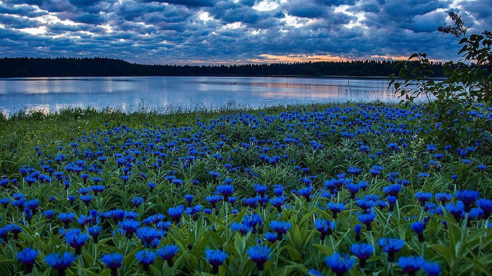 Обои небо, облака, поле, васильки река, the sky, clouds, field, cornflowers river разрешение 1924x1277 Загрузить