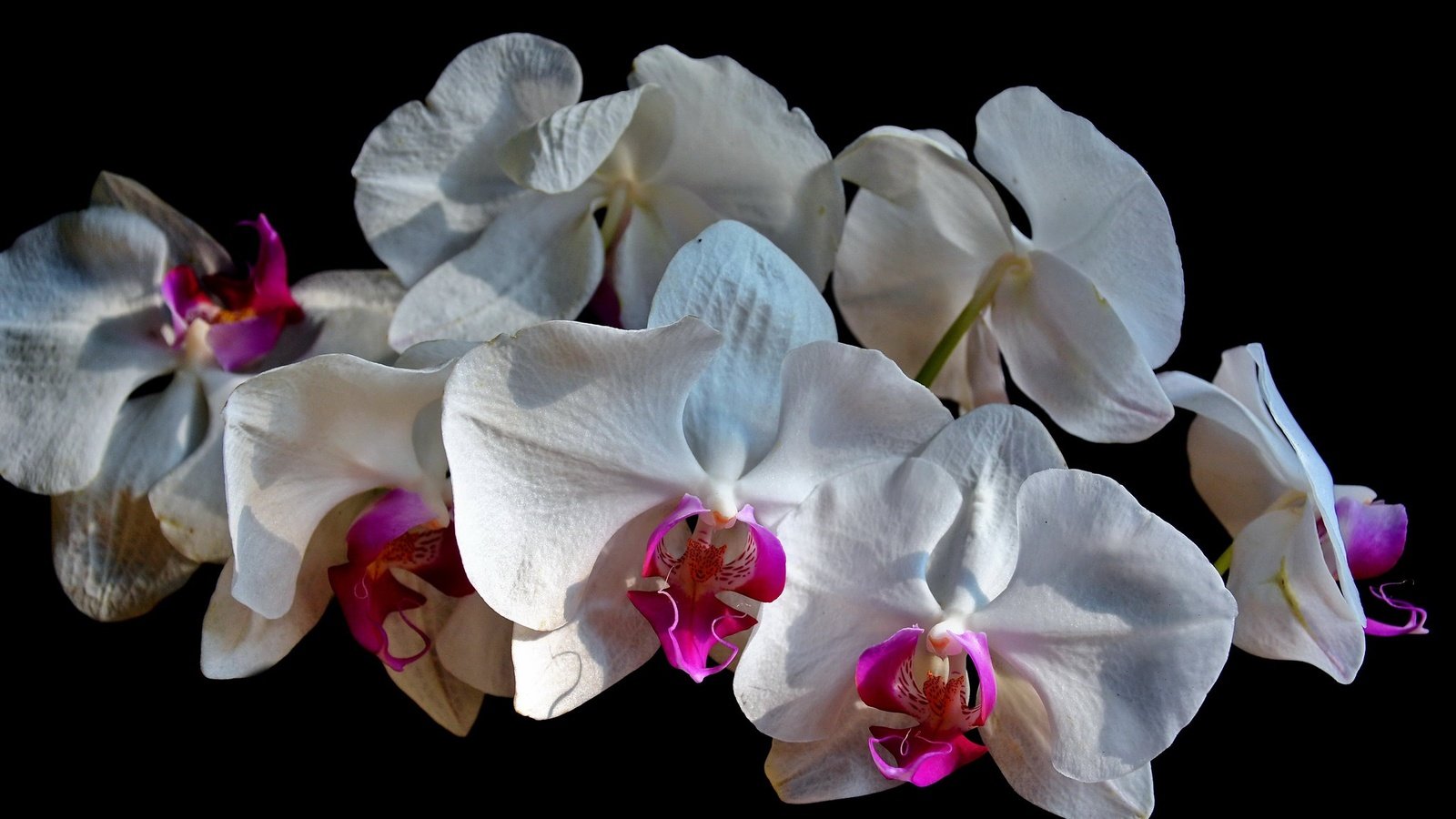 Обои фон, орхидеи, белые орхидеи, background, orchids, white orchid разрешение 2048x1365 Загрузить