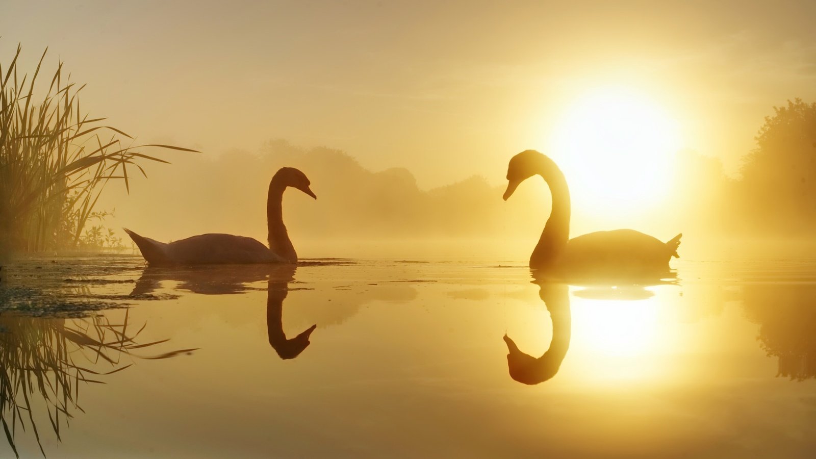 Обои озеро, природа, лебеди, lake, nature, swans разрешение 2048x1152 Загрузить