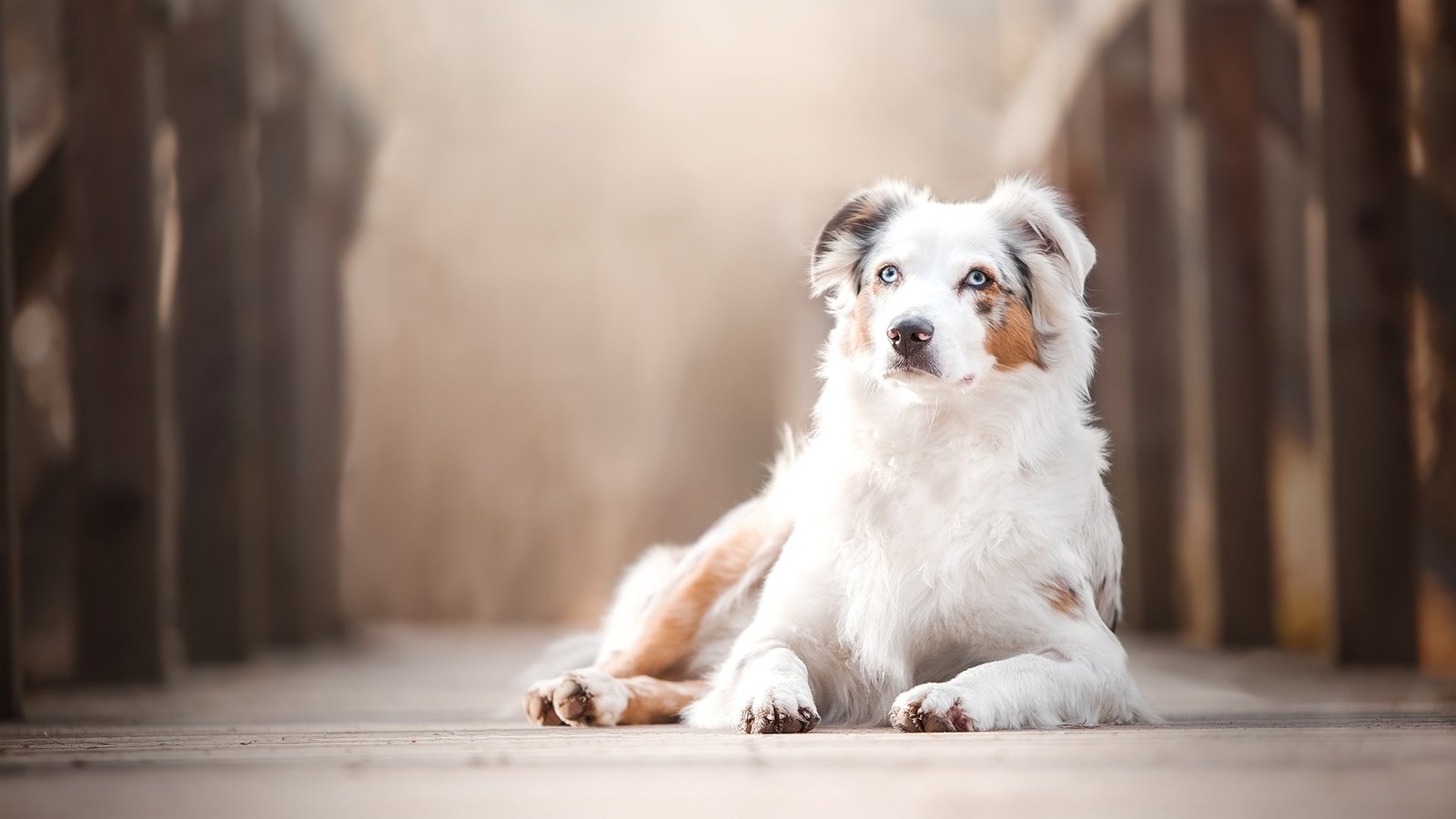 Обои мост, собака, боке, австралийская овчарка, аусси, bridge, dog, bokeh, australian shepherd, aussie разрешение 2048x1365 Загрузить