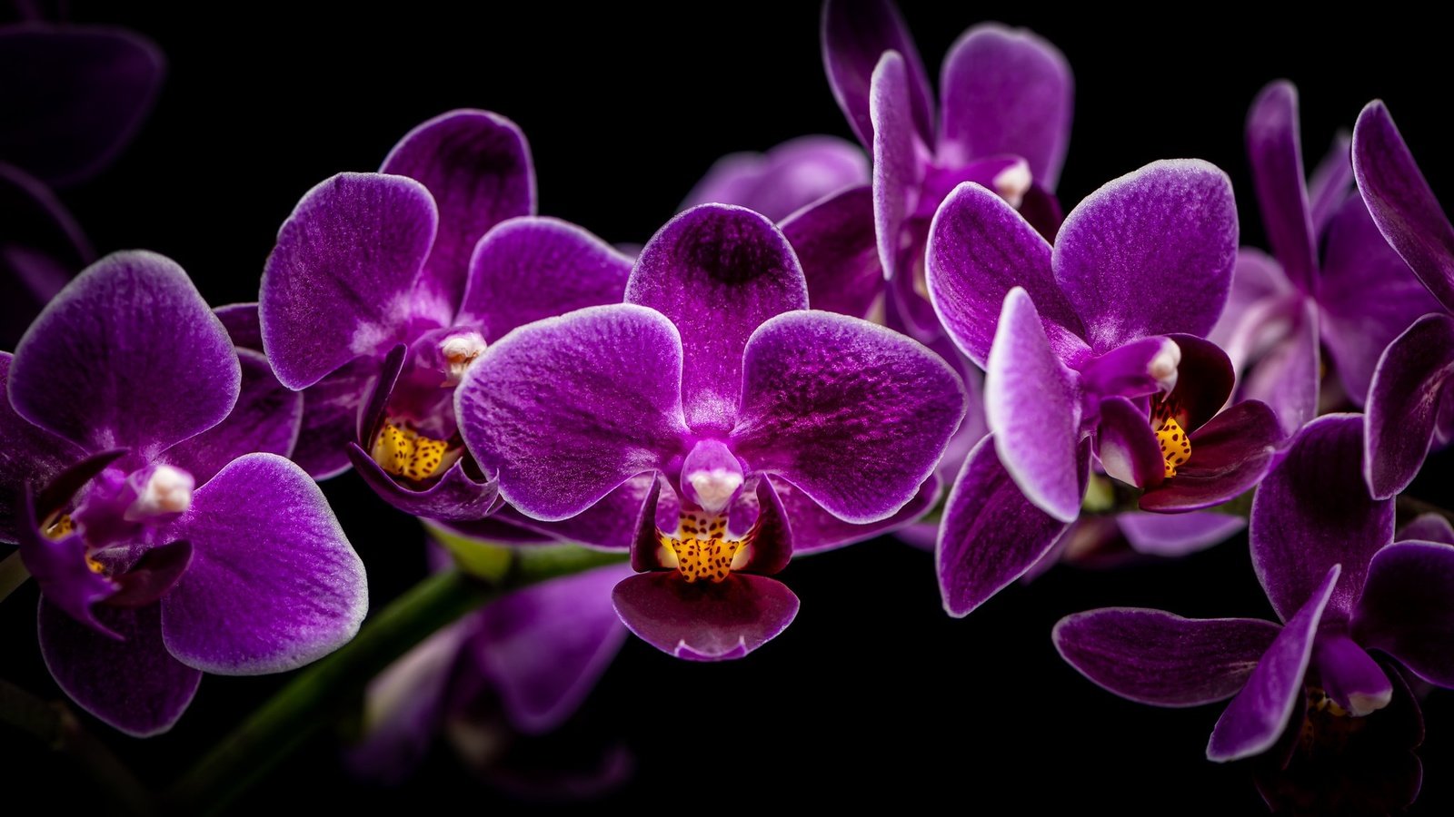 Обои ветка, черный фон, орхидея, орхидеи, сиреневые, branch, black background, orchid, orchids, lilac разрешение 2048x1280 Загрузить