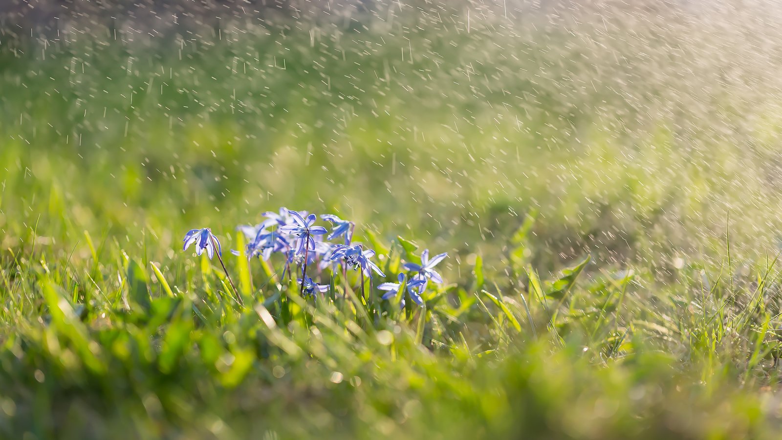 Обои цветы, трава, брызги, весна, пролески, сциллы, flowers, grass, squirt, spring, scilla, scylla разрешение 2304x1536 Загрузить