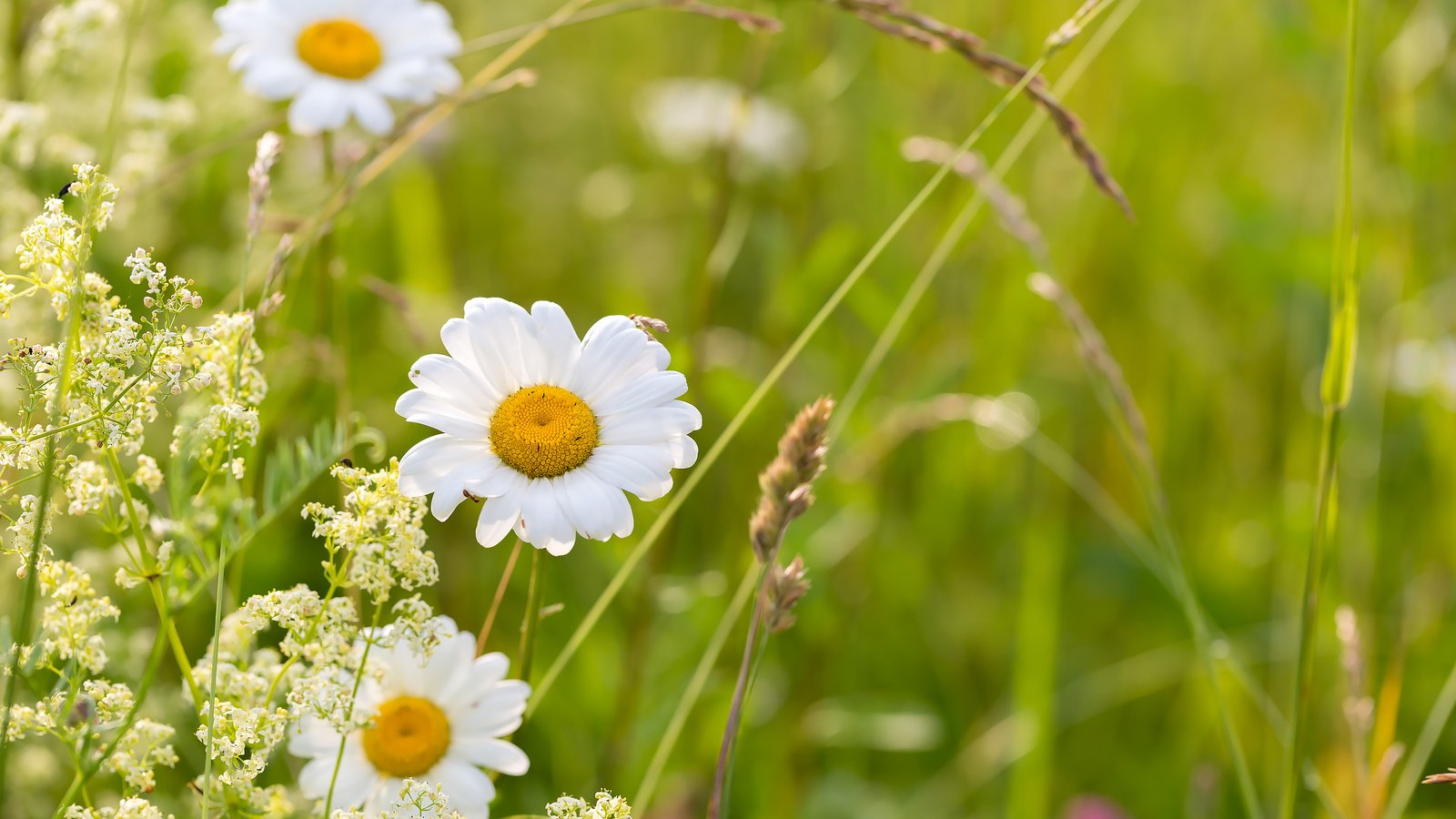 Обои цветы, трава, ромашки, полевые цветы, flowers, grass, chamomile, wildflowers разрешение 2304x1536 Загрузить