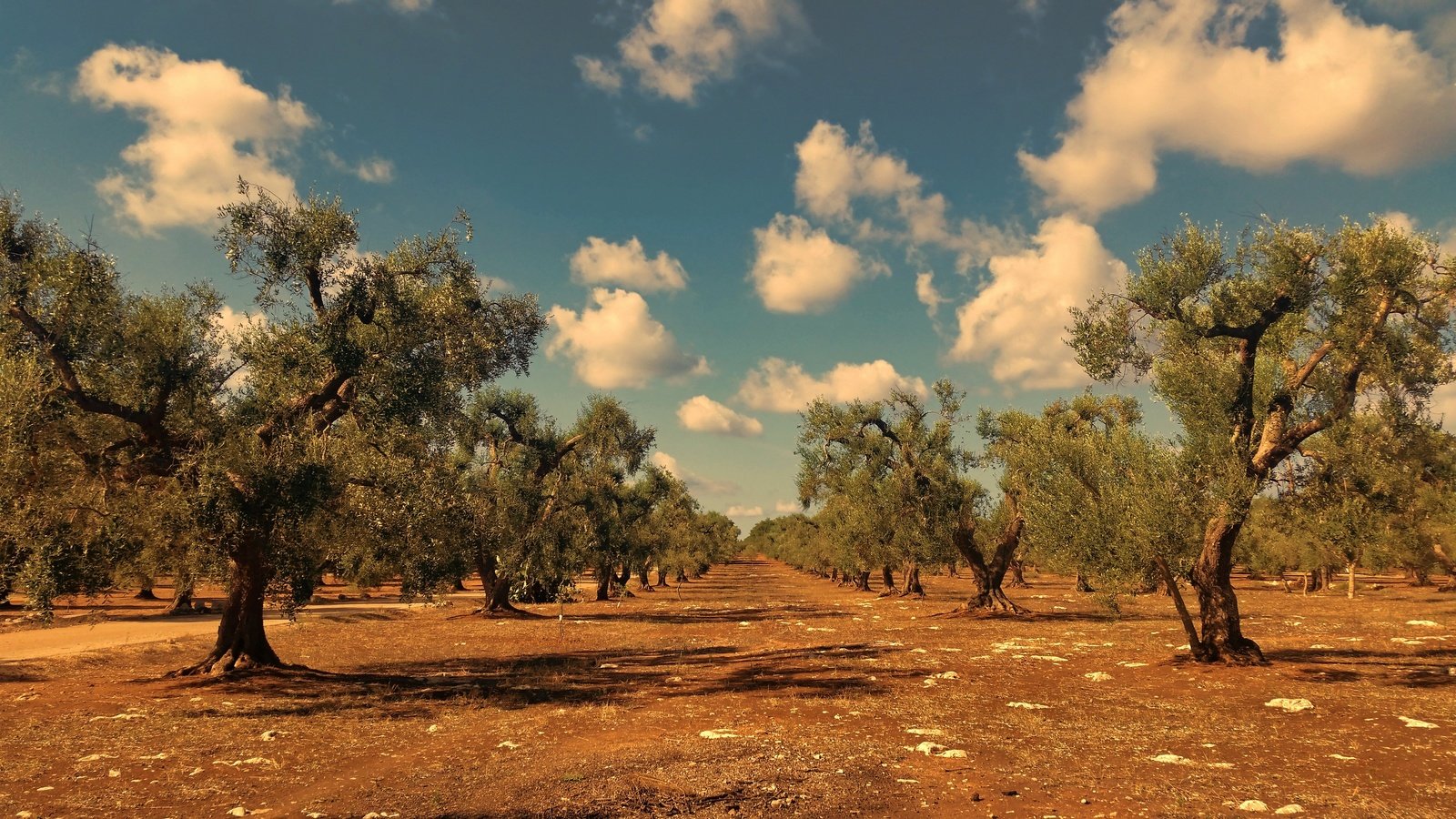 Обои небо, облака, деревья, пейзаж, the sky, clouds, trees, landscape разрешение 3840x2160 Загрузить