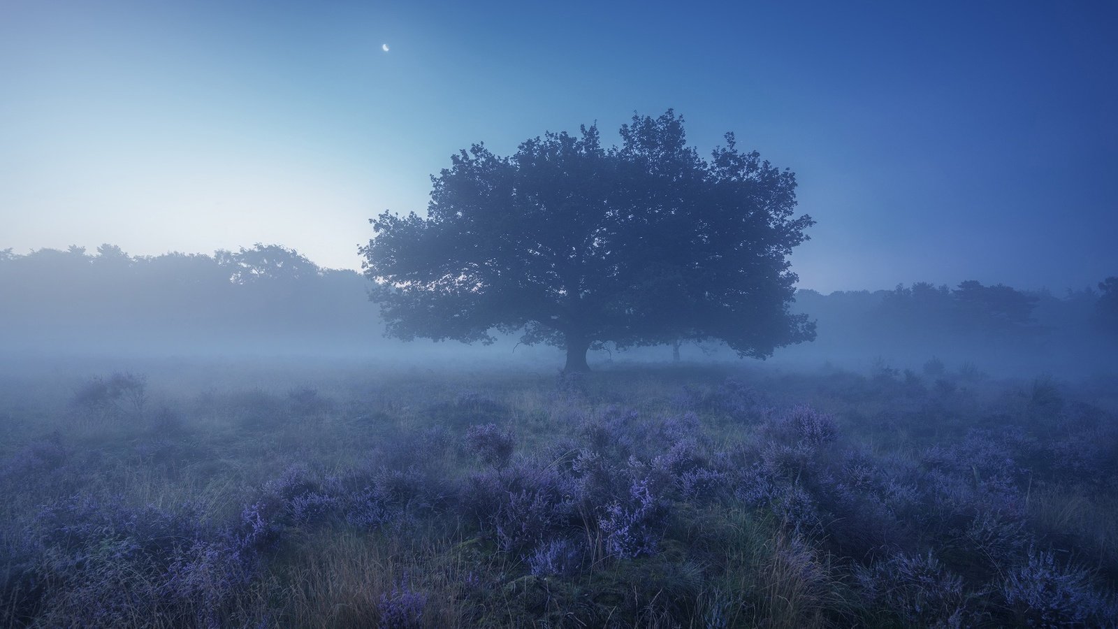 Обои небо, трава, природа, дерево, растения, туман, поле, the sky, grass, nature, tree, plants, fog, field разрешение 1920x1200 Загрузить