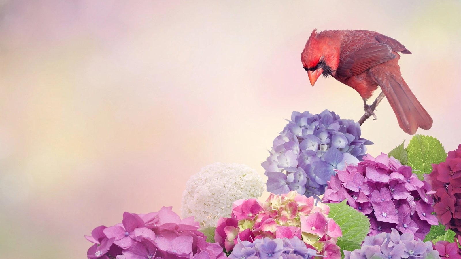 Обои цветы, птица, кардинал, гортензия, flowers, bird, cardinal, hydrangea разрешение 2048x1280 Загрузить