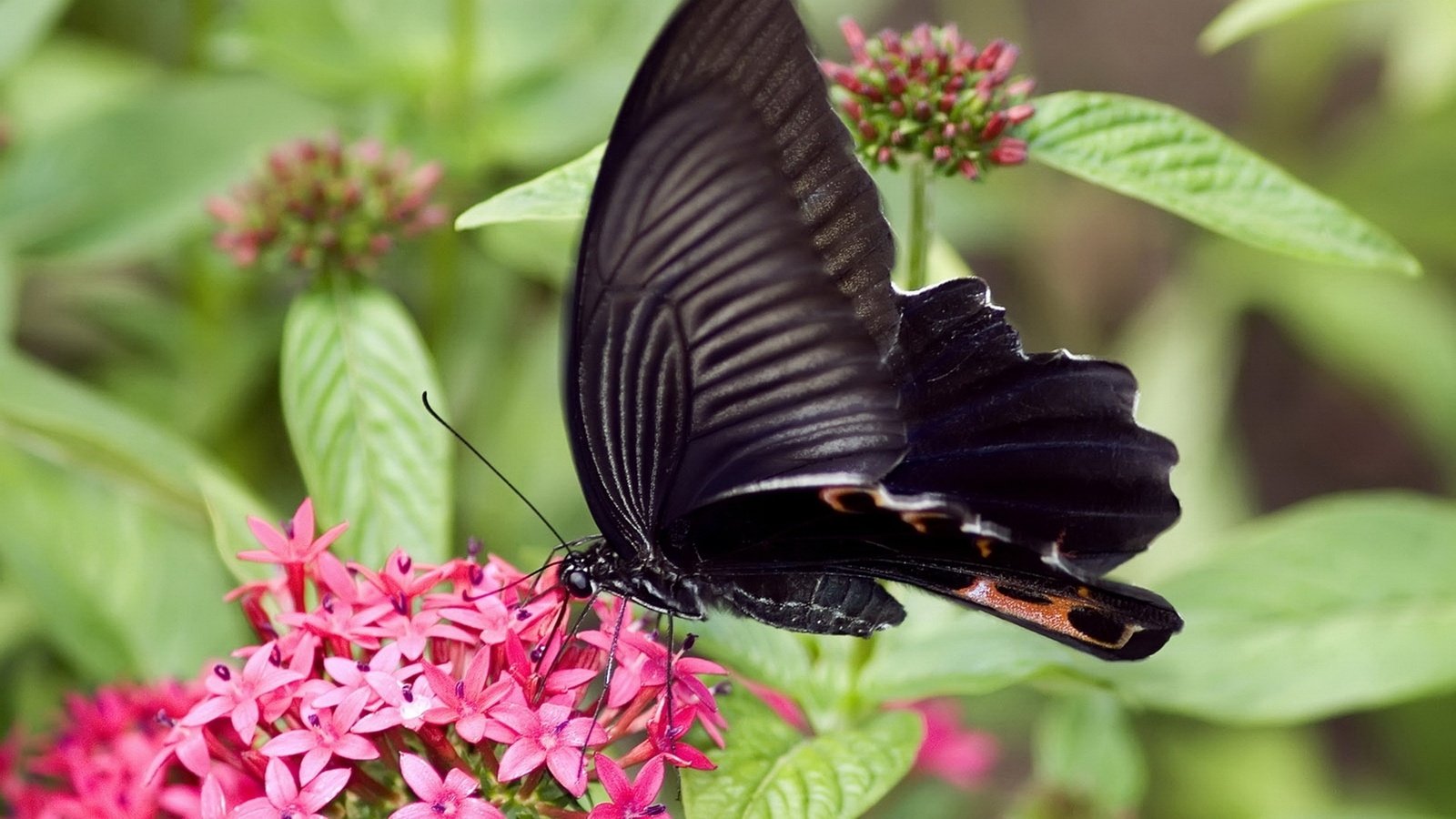 Обои цветы, насекомое, бабочка, крылья, flowers, insect, butterfly, wings разрешение 1920x1080 Загрузить