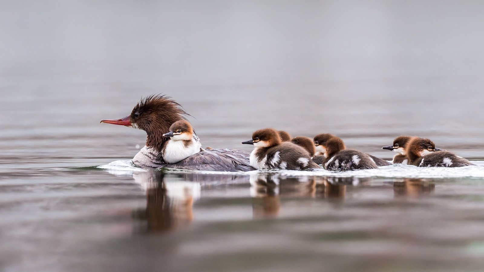 Обои вода, птицы, семья, утята, плавание, утка, крохаль, water, birds, family, ducklings, swimming, duck разрешение 2048x1280 Загрузить