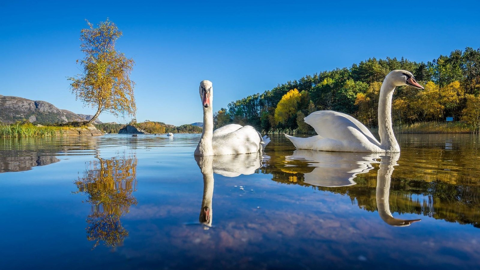 Обои озеро, природа, отражение, птицы, лебеди, лебедь, белый лебедь, lake, nature, reflection, birds, swans, swan, white swan разрешение 2048x1152 Загрузить